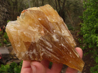 Natural Honey Aragonite Etched & Cobbed Pieces  x 6 From Namibia