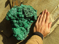 Natural Botryoidal Malachite Specimen  x 1 From Kolwezi, Congo