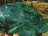 Polished Malachite Free Forms With Stunning Flower & Banding Patterns x 2 From Kolwezi, Congo - TopRock