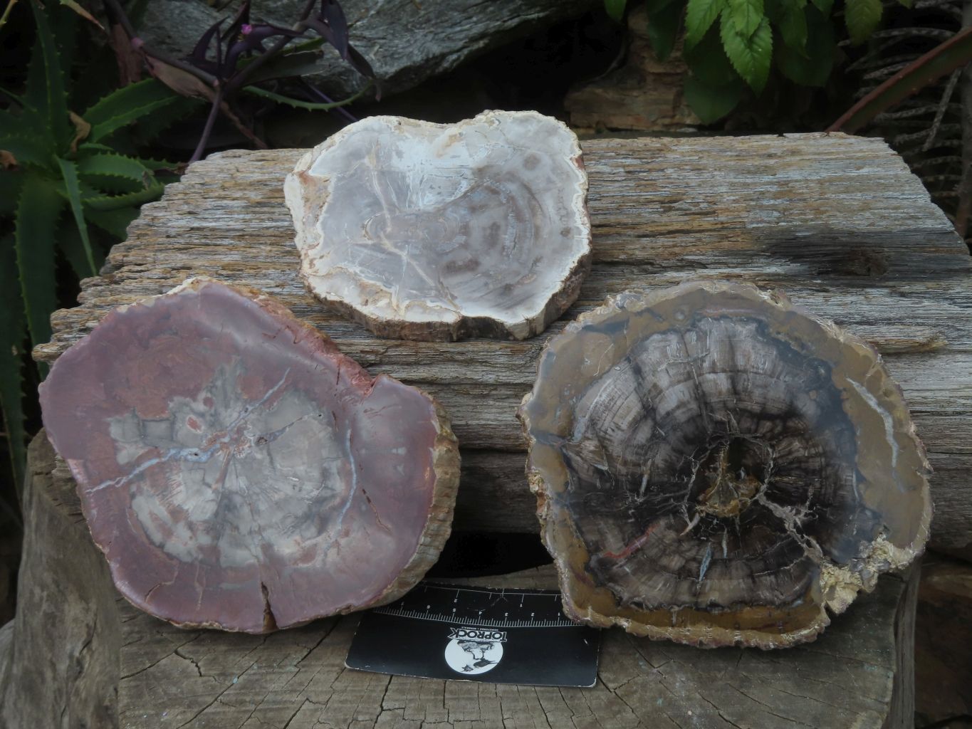 12-14 Petrified Wood Slices - AA Quality