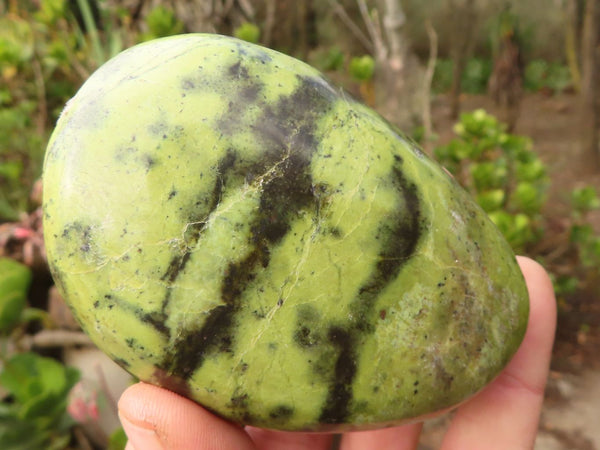 Polished Spotted Leopard Stone Free Forms  x 6 From Zimbabwe