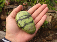 Polished Spotted Leopard Stone Free Forms  x 6 From Zimbabwe