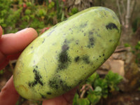 Polished Spotted Leopard Stone Free Forms  x 6 From Zimbabwe