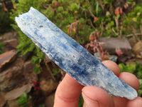 Natural Single Blue Kyanite Crystals  x 36 From Karoi, Zimbabwe