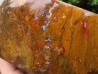 Polished Gorgeous Petrified Podocarpus Wood Bowl  x 1 From Madagascar - TopRock