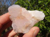 Natural White Cactus Flower Spirit Quartz Specimens x 12 From Boekenhouthoek, South Africa