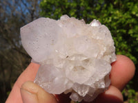 Natural White Cactus Flower Spirit Quartz Specimens x 12 From Boekenhouthoek, South Africa