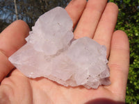 Natural White Cactus Flower Spirit Quartz Specimens x 12 From Boekenhouthoek, South Africa