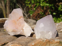 Natural White Cactus Flower Spirit Quartz Specimens x 12 From Boekenhouthoek, South Africa