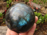 Polished Large Labradorite Spheres  x 2 From Tulear, Madagascar