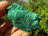 Natural Chatoyant Silky Malachite Specimens  x 12 From Kasompe, Congo