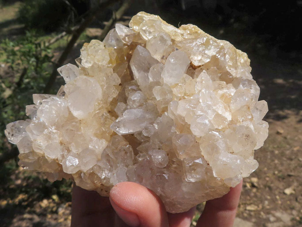 3.3 LB Smoky shops Spirit Cactus Quartz with Limonite from South Africa