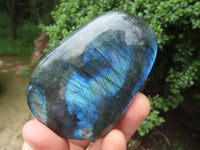 Polished Labradorite Standing Free Forms With Deep Blue Flash x 12 From Tulear, Madagascar - TopRock