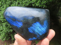 Polished Labradorite Standing Free Forms With Deep Blue Flash x 12 From Tulear, Madagascar - TopRock