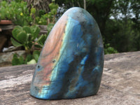 Polished Labradorite Standing Free Forms With Deep Blue Flash x 12 From Tulear, Madagascar - TopRock