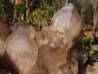 Natural Cascading Smokey Quartz Cluster  x 1 From Luena, Congo