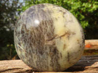 Polished Extra Large Dendritic Opal Palm Stones  x 6 From Madagascar - Toprock Gemstones and Minerals 