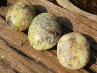 Polished Extra Large Dendritic Opal Palm Stones  x 6 From Madagascar - Toprock Gemstones and Minerals 