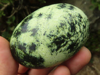 Polished Large Leopard Stone Gallets  x 6 From Zimbabwe - Toprock Gemstones and Minerals 