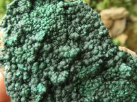 Natural Micro Botryoidal Crystalline Malachite Specimens  x 12 From Tenke Fungurume, Congo - TopRock