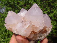 Natural Spirit Amethyst Cactus Quartz Clusters  x 6 From Boekenhouthoek, South Africa - Toprock Gemstones and Minerals 