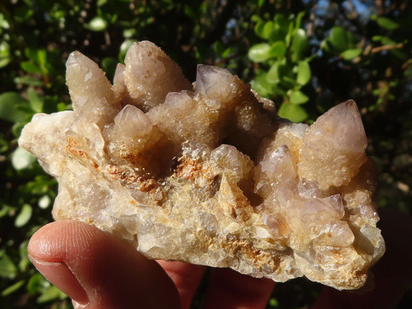 Natural Golden Limonite Spirit Quartz Clusters x 12 From Boekenhouthoek, South Africa