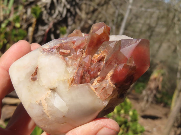 Natural Red Hematoid Quartz Specimens x 2 From Karoi, Zimbabwe