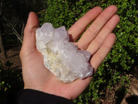 Natural White Cactus Flower Spirit Quartz Specimens x 6 From Boekenhouthoek, South Africa