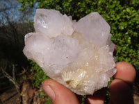 Natural White Cactus Flower Spirit Quartz Specimens x 6 From Boekenhouthoek, South Africa