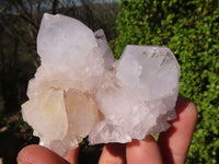 Natural White Cactus Flower Spirit Quartz Specimens x 6 From Boekenhouthoek, South Africa