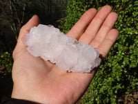 Natural White Cactus Flower Spirit Quartz Specimens x 6 From Boekenhouthoek, South Africa