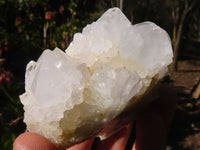 Natural White Cactus Flower Spirit Quartz Specimens x 6 From Boekenhouthoek, South Africa