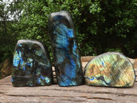 Polished Labradorite Standing Free Forms With Blue & Gold Flash  x 3 From Tulear, Madagascar - TopRock