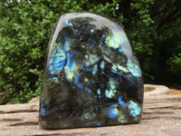 Polished Labradorite Standing Free Forms With Blue & Gold Flash  x 3 From Tulear, Madagascar - TopRock