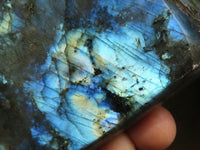 Polished Labradorite Standing Free Forms With Intense Blue & Gold Flash x 2 From Tulear, Madagascar - TopRock