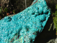 Natural Silica Chrysocolla Specimens x 2 From Congo