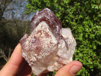 Natural Red Hematite Quartz Crystals  x 6 From Karoi, Zimbabwe - Toprock Gemstones and Minerals 