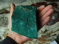 Natural Drusi Coated Crystalline Malachite Specimens x 2 From Tenke Fungurume, Congo - TopRock