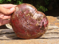 Polished Extra Large Petrified Red Podocarpus Wood Heart  x 1 From Madagascar - Toprock Gemstones and Minerals 