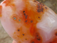 Polished Contrasting Orange Carnelian and White Agate Standing Free Forms  x 4 From Madagascar - TopRock