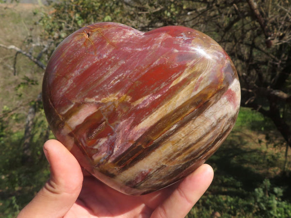 Polished Trio Of Petrified Podocarpus Wood Hearts  x 3 From Mahajanga, Madagascar - TopRock