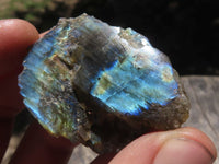 Polished One Side Polished Labradorite Slices  x 30 From Tulear, Madagascar - TopRock