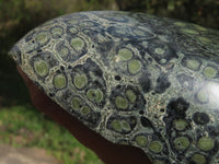 Polished Giant Stromatolite Standing Leaf Sculpture x 1 From Mahajanga, Madagascar - TopRock