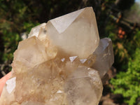 Natural Cascading White Phantom Smokey Quartz Clusters  x 3 From Luena, Congo - Toprock Gemstones and Minerals 