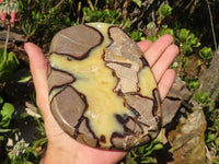 Polished Septerye Free Form Slices   x 3 From Mahajanga, Madagascar - Toprock Gemstones and Minerals 