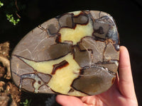 Polished Septerye Free Form Slices   x 3 From Mahajanga, Madagascar - Toprock Gemstones and Minerals 