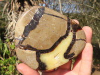 Polished Septerye Free Form Slices   x 3 From Mahajanga, Madagascar - Toprock Gemstones and Minerals 