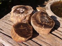 Polished Petrified Wood Branch Pieces x 3 From Gokwe, Zimbabwe