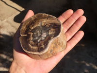 Polished Petrified Wood Branch Pieces x 3 From Gokwe, Zimbabwe