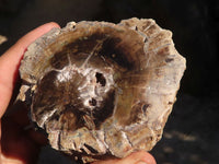 Polished Petrified Wood Branch Pieces x 3 From Gokwe, Zimbabwe